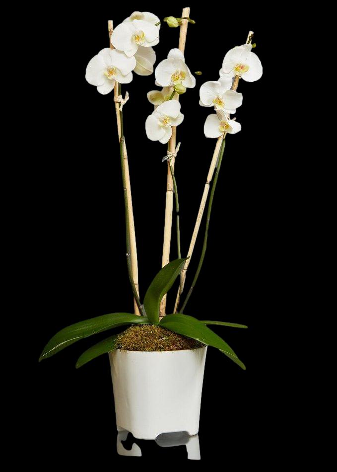 White Phalaenopsis Plant