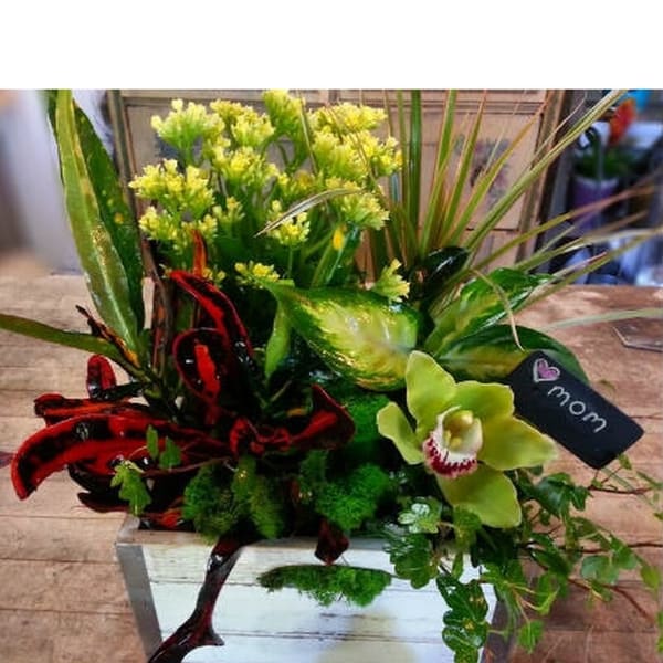 Dish Garden w/ Orchid bloom