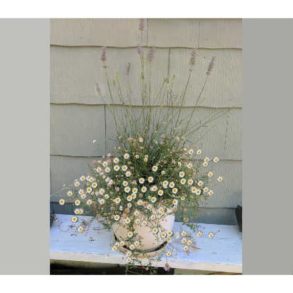 Customized Garden Planter~1