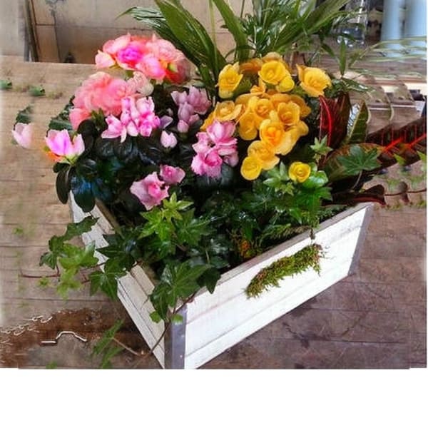 Live plants in Vintage wooden box, long lasting
