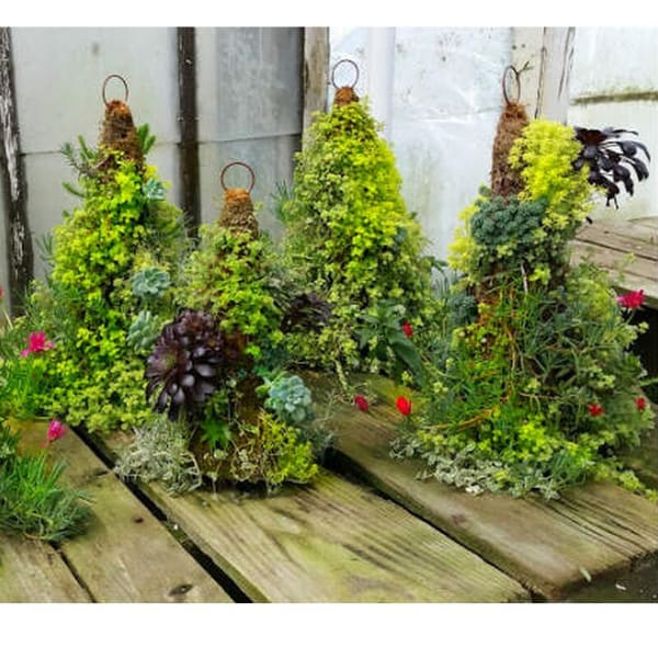 succulent cone hanging plants