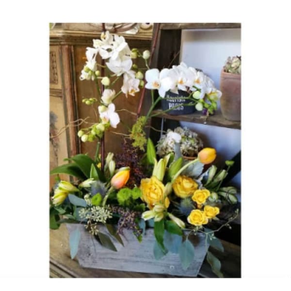 Orchid Plant w/cut flowers. Rec Flower Bouquet