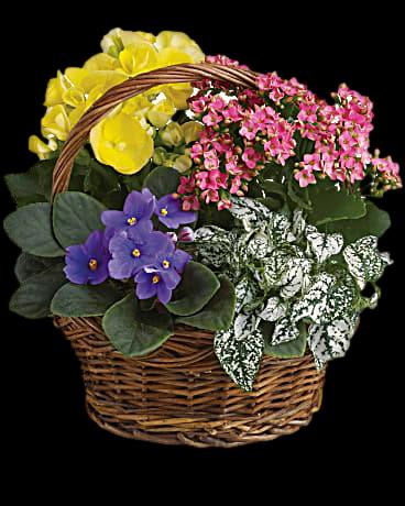 Bright Flowering Plant Basket