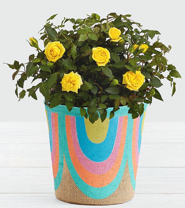 Potted Yellow Roses