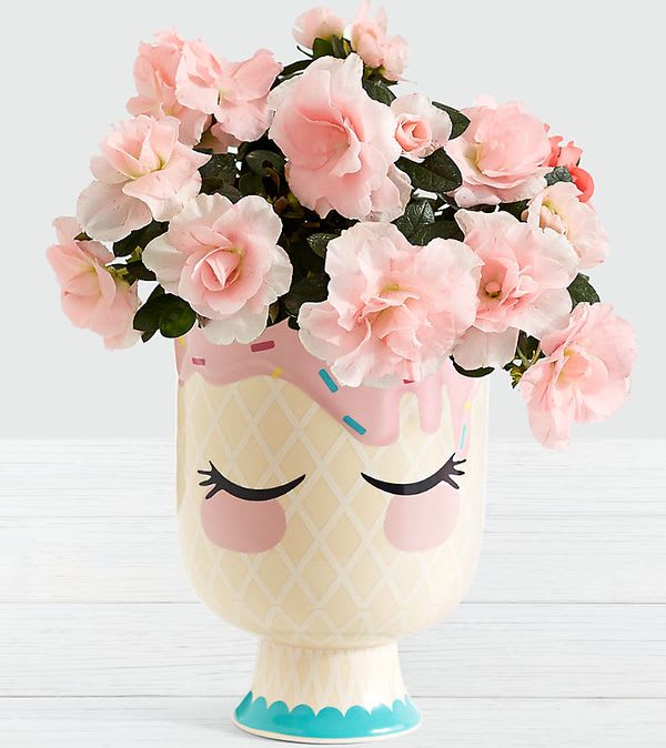 Perfectly Pink Rosalea