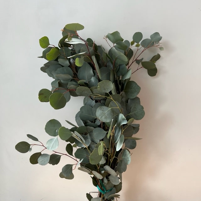 Silver Dollar Eucalyptus