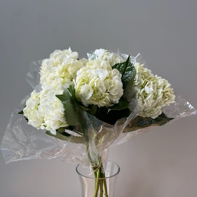 White Hydrangea
