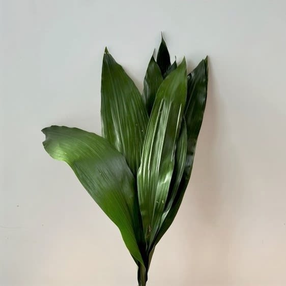 Aspisdistra Flower Bouquet