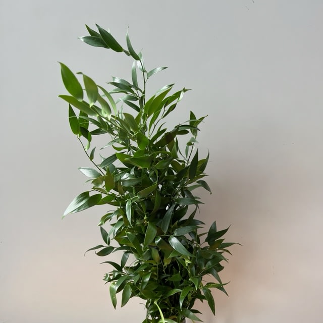 Italian Ruscus