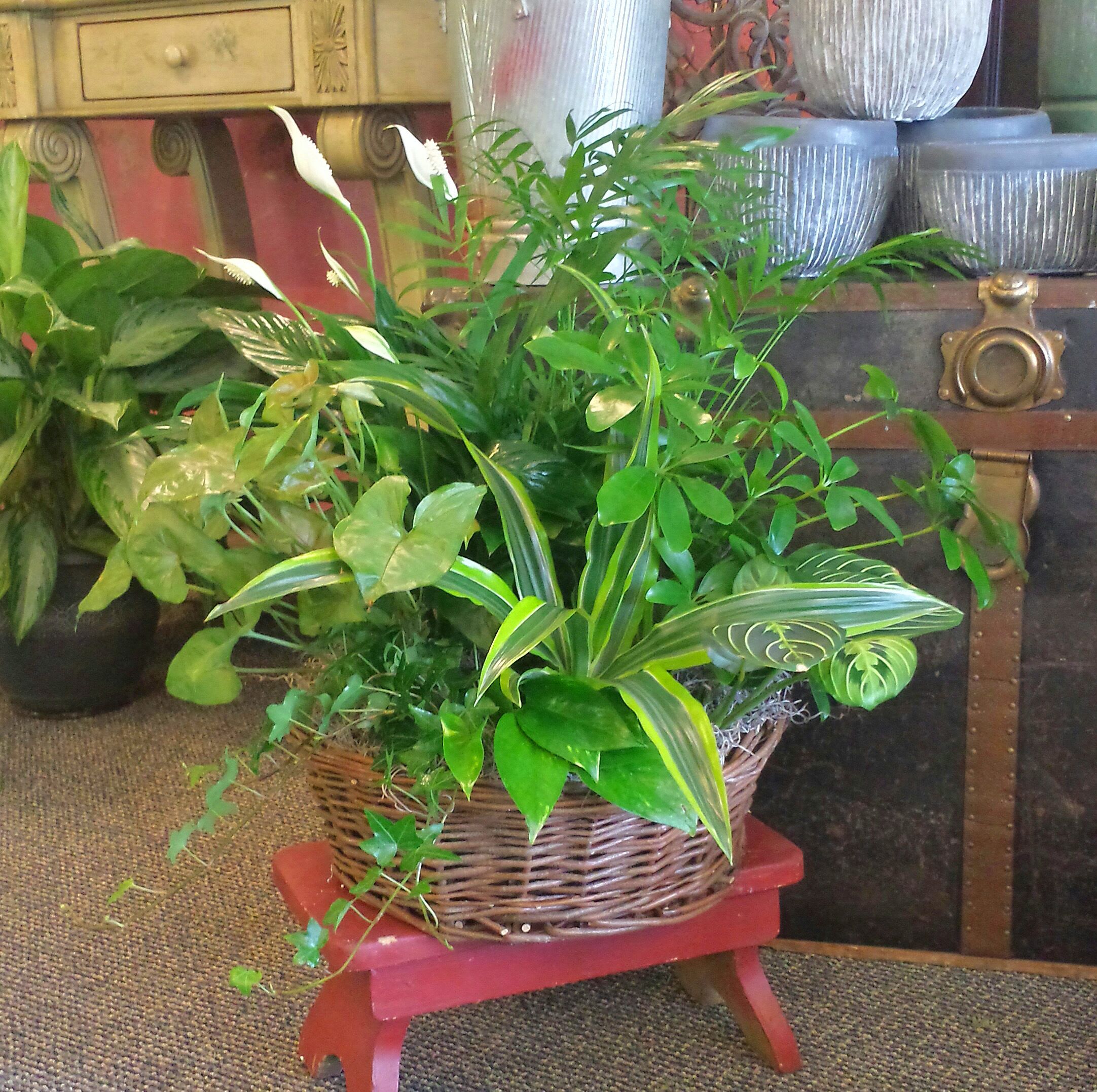 Gracious Large Living Garden