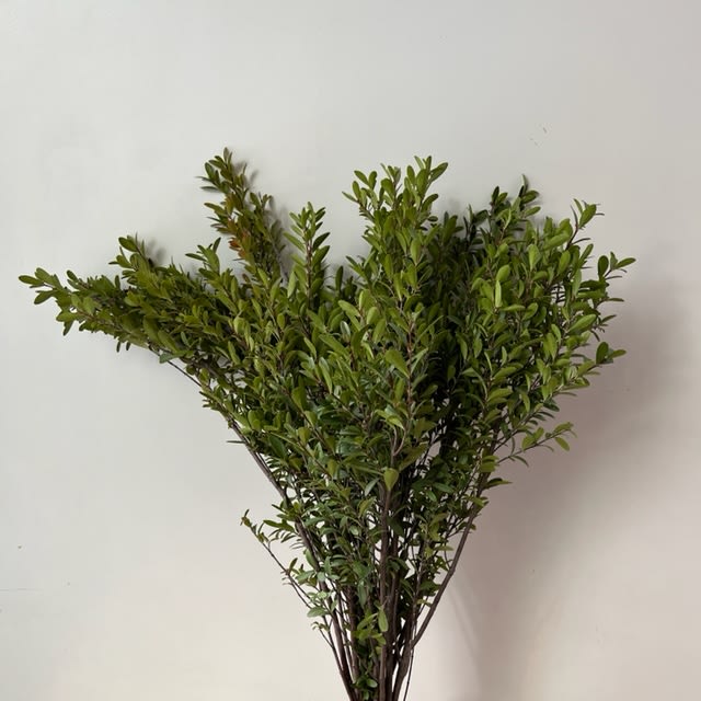 Boxwood