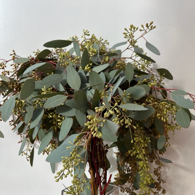 Seeded Eucalyptus