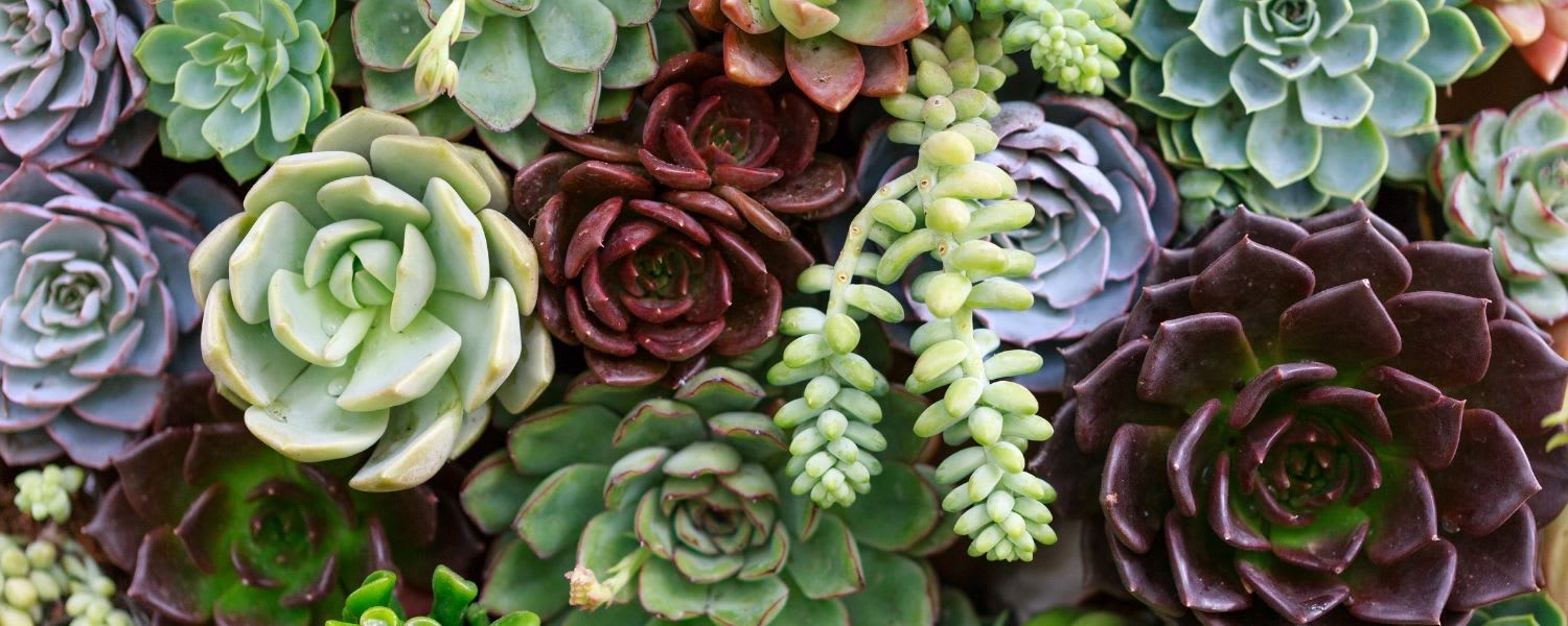 Battle Ground WA Flower Shop serving Vancouver/Brush Prairie/Ridgefield