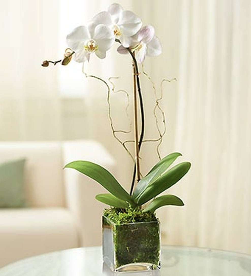 SINGLE ORCHIDS
