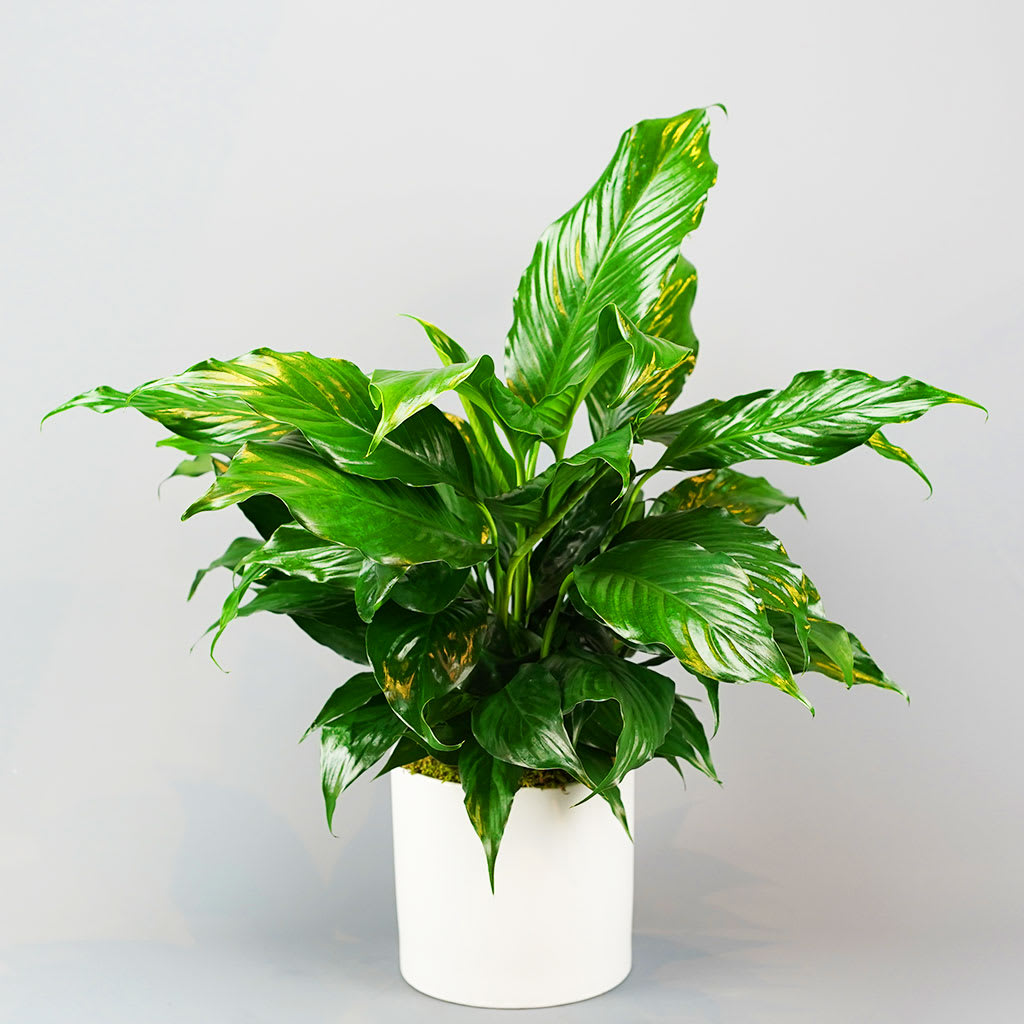 Comfort Peace Lily by Rathbone's Flair Flowers