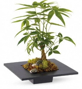 Money Tree Flower Bouquet