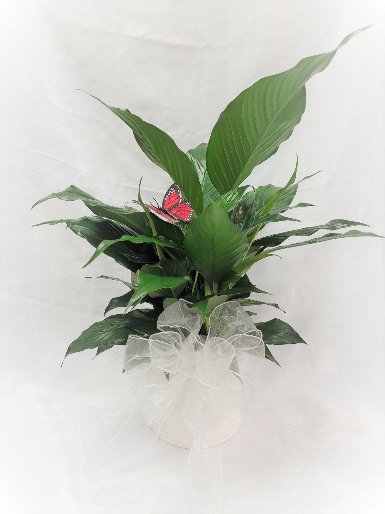Potted Peace Lily