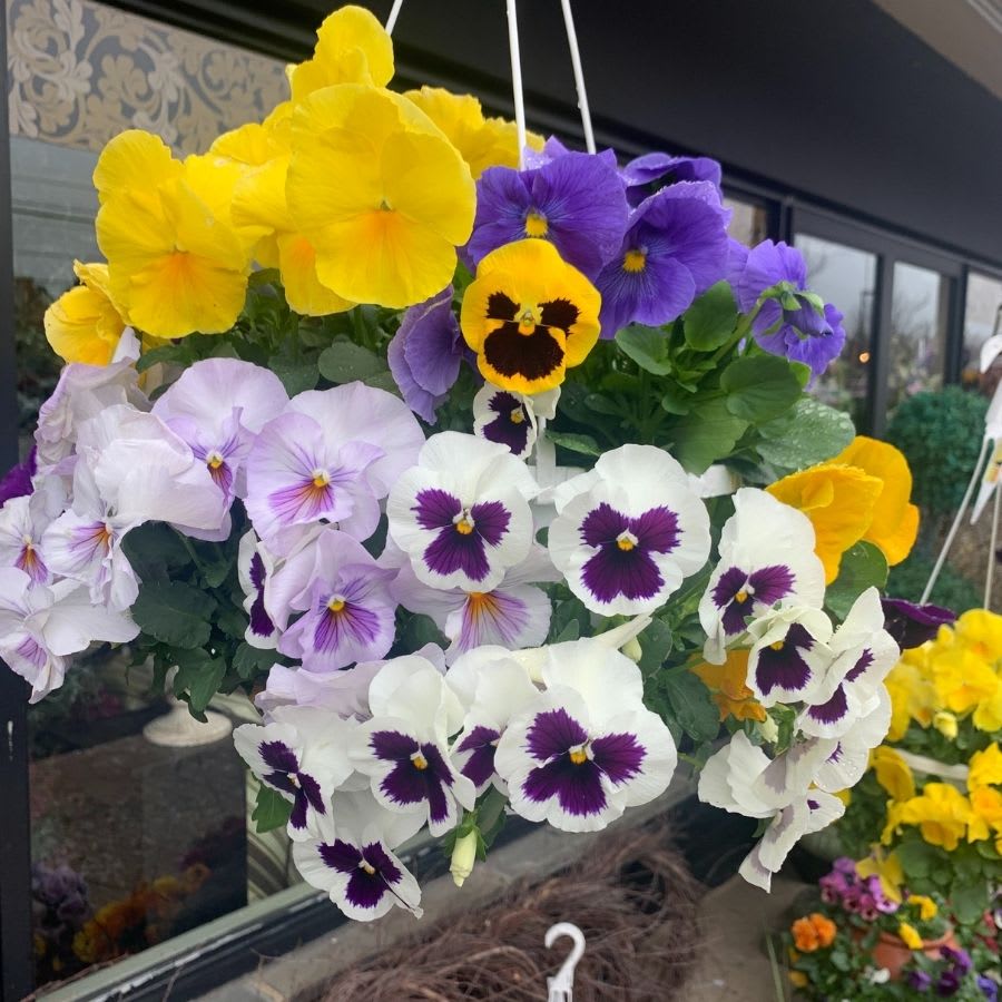 Spring Pansy Baskets