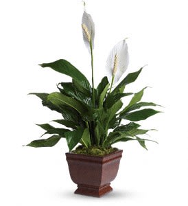 Teleflora's Lovely One Spathiphyllum Plant Flower Bouquet