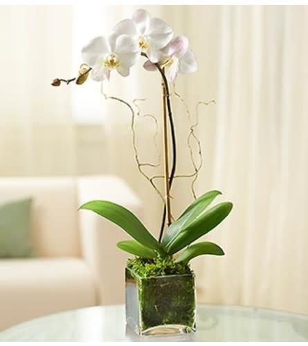 White Phalaenopsis Orchid Flower Bouquet