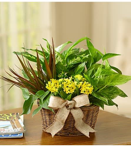 European Dish Garden Flower Bouquet