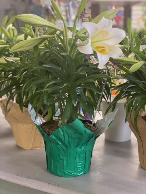 Easter Lily