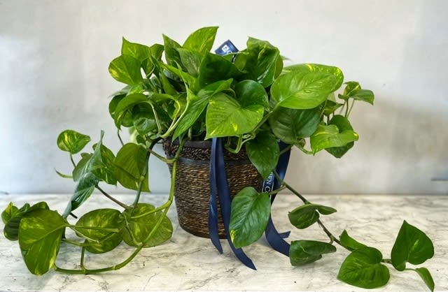 Pothos Plant