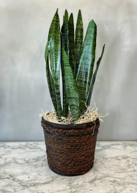 Snake Plant Flower Bouquet