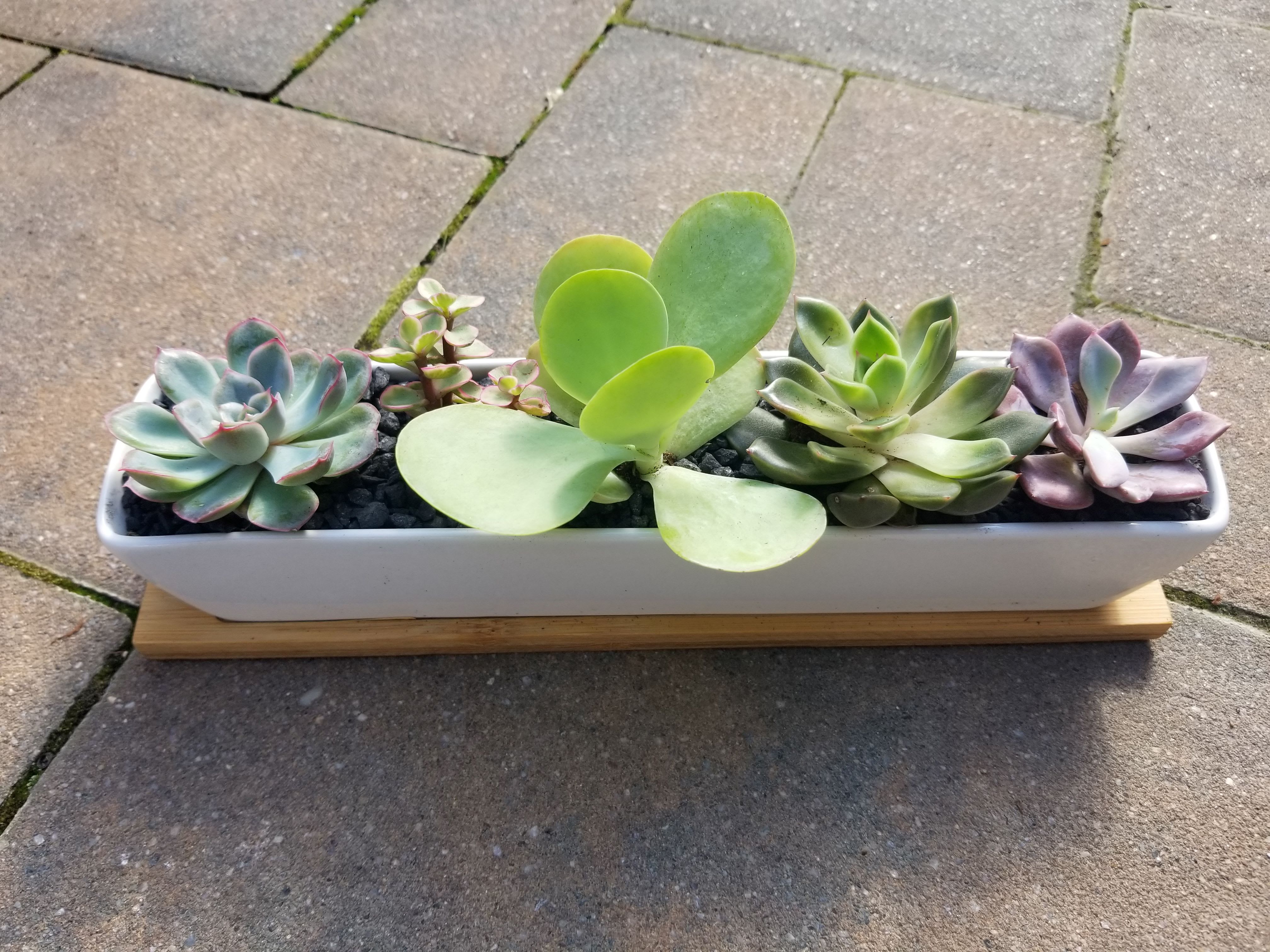 Modern Succulent Garden