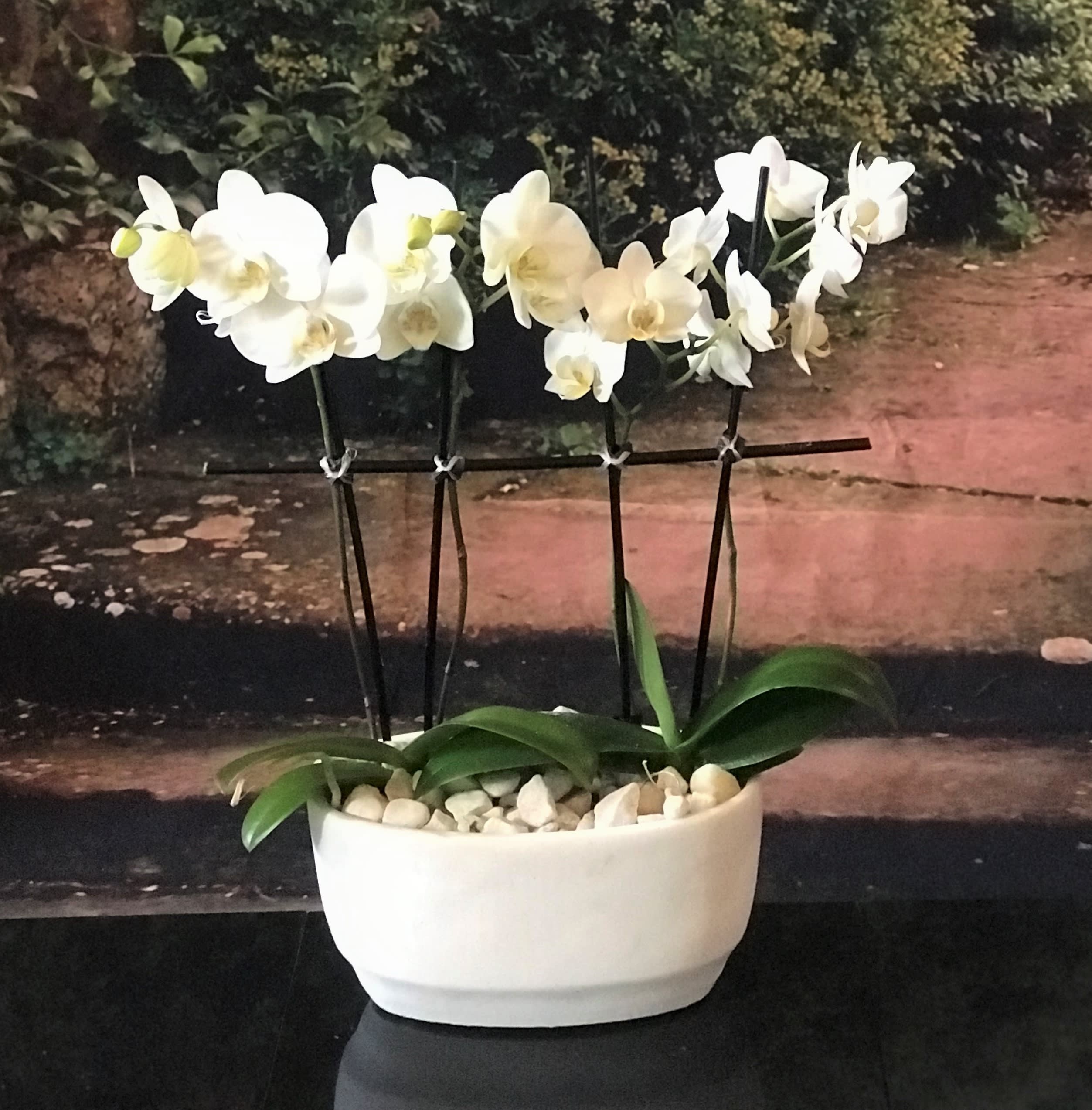 Double Double White Glendale