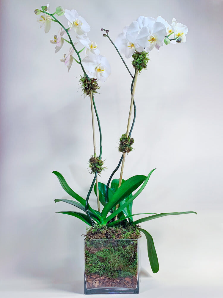 Double Stem White Orchid in a Clear Cube