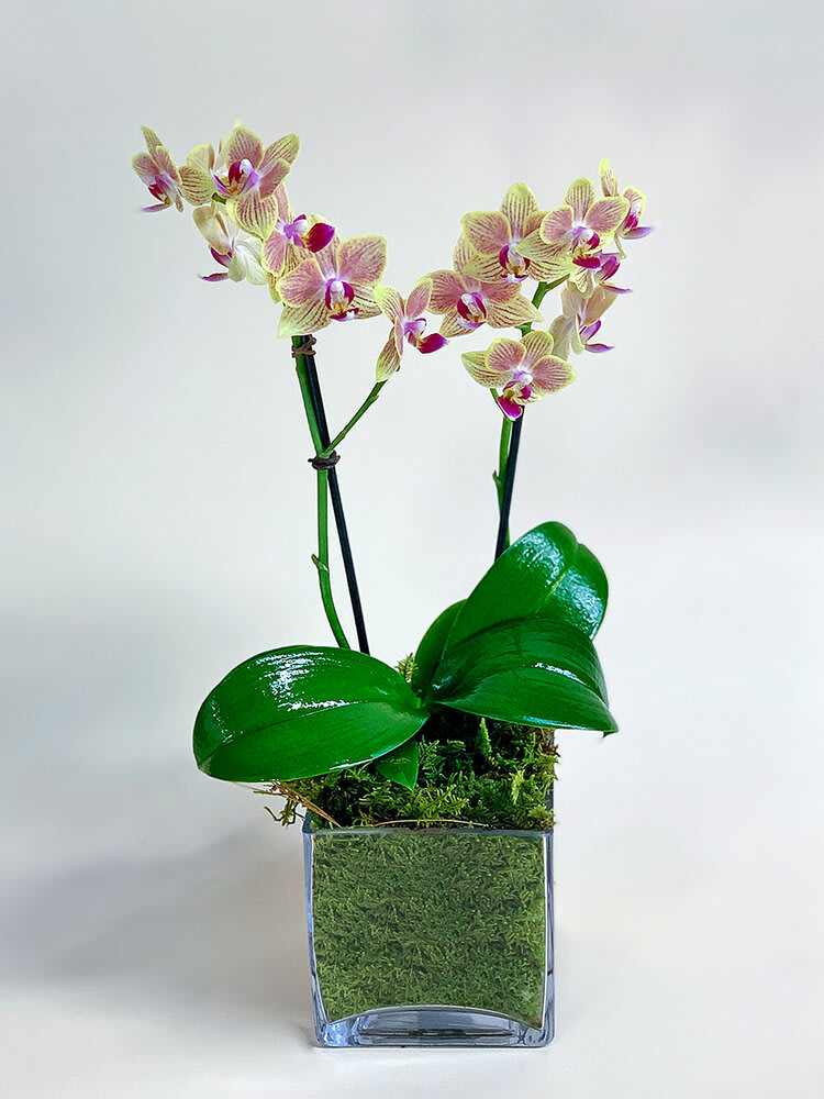 Multi Color Double Stem Orchid in clear cube Flower Bouquet