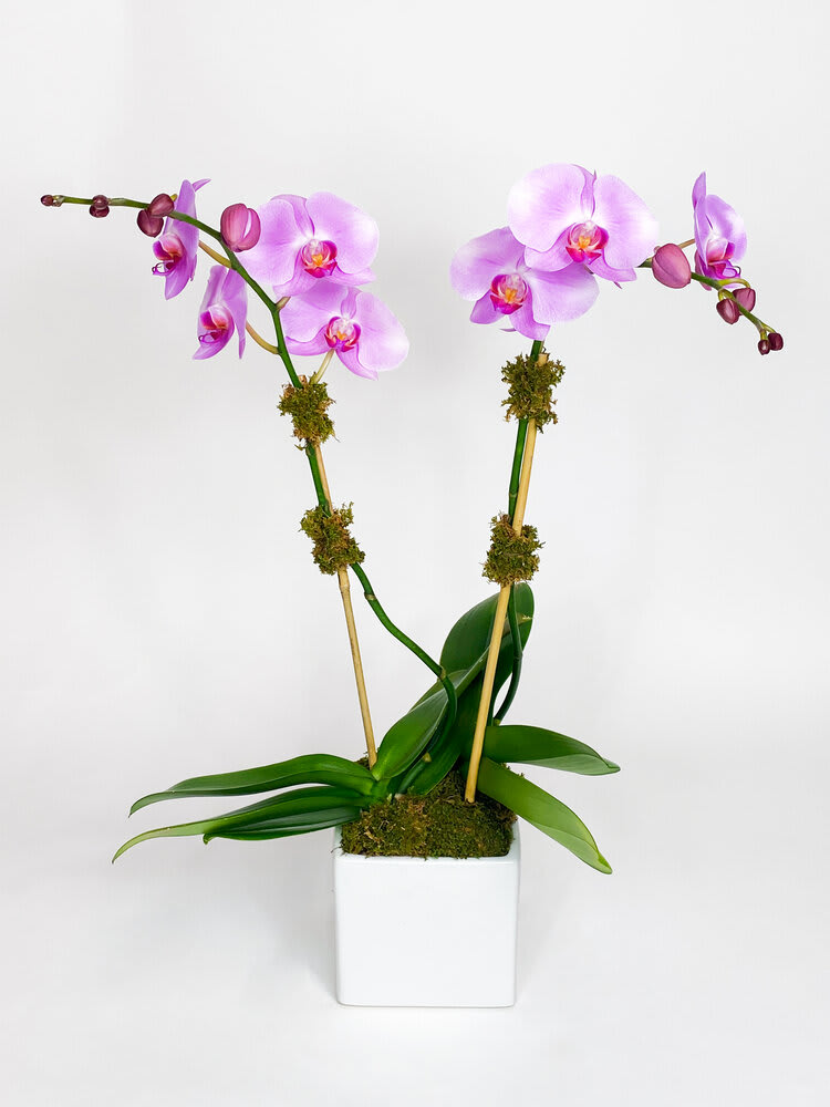 Double Stem Light Purple Orchid Flower Bouquet