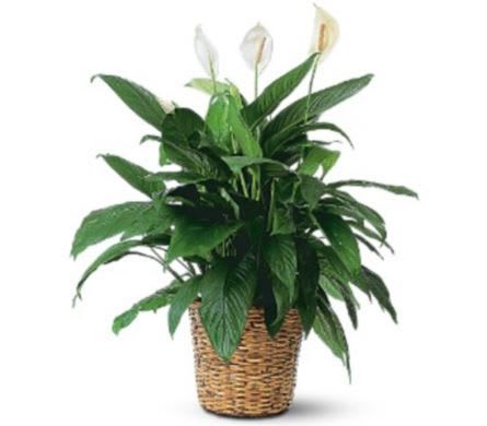 Spathiphyllum (Peace Lily) - Lg (May not be blooming)