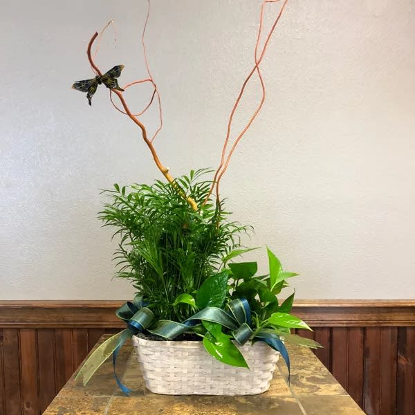 Assorted Green Plants- double basket house plant - six inches