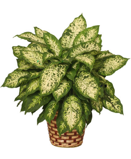 Dieffenbachia Plant