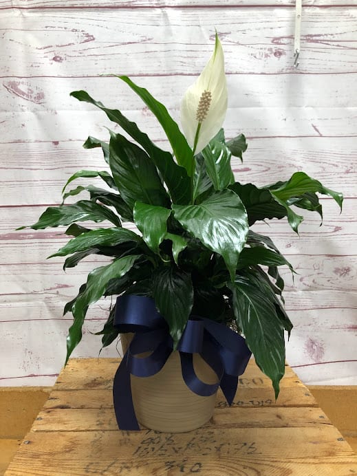 Simply Stated Peace Lily Plant