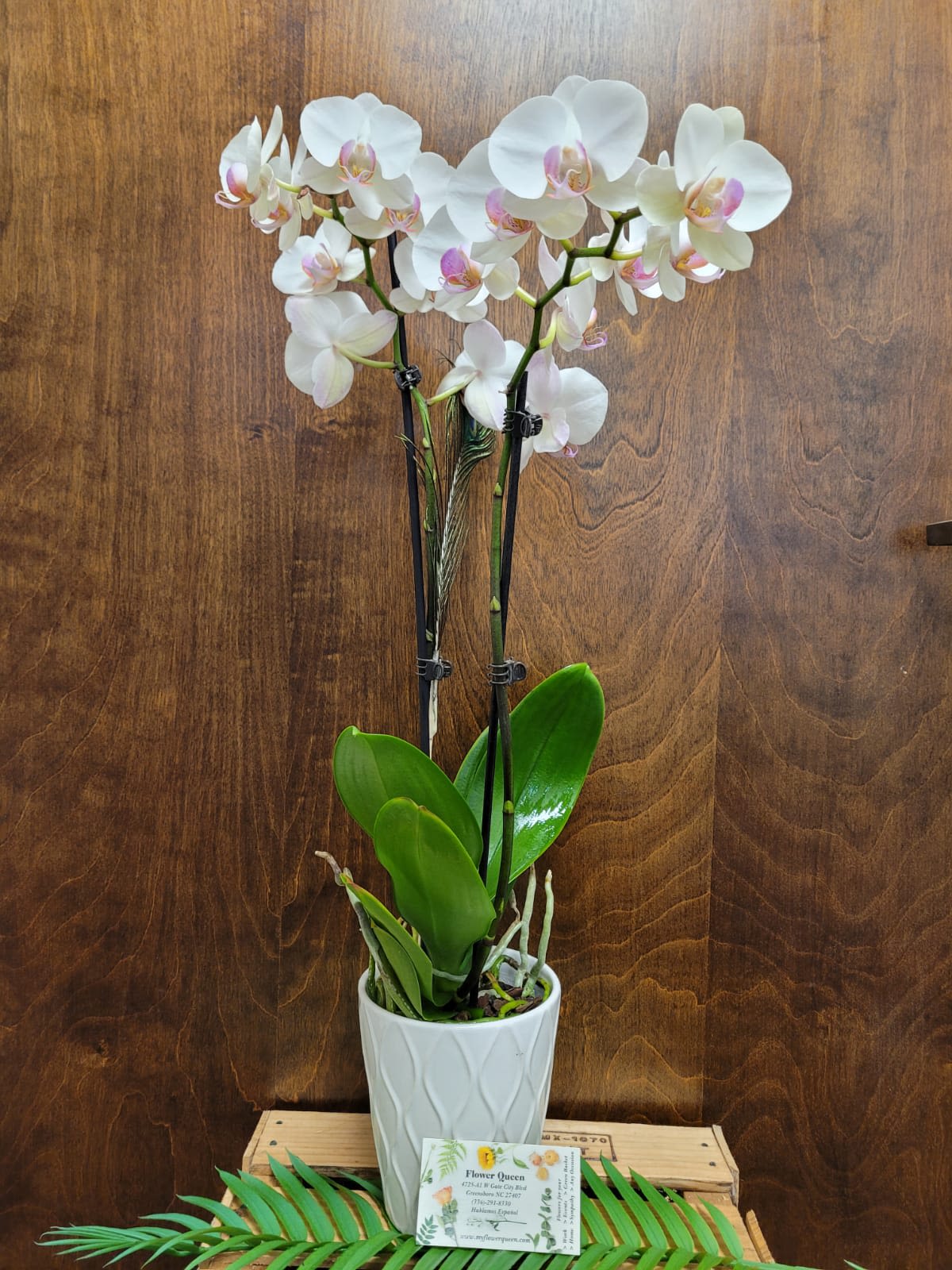 White Phalaenopsis Orchid