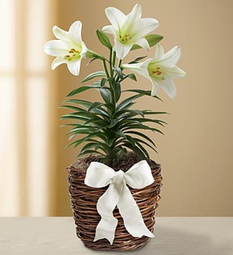 Easter Sentiments Sympathy Lily Plant