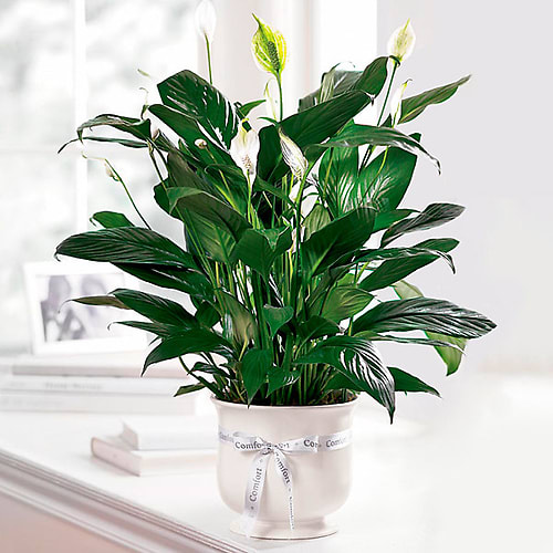 Comfort Planter Flower Bouquet