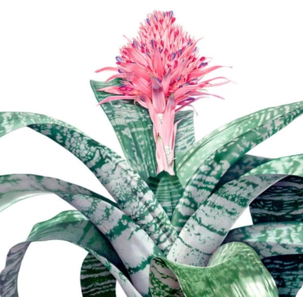 Bromelaid Silver Vase