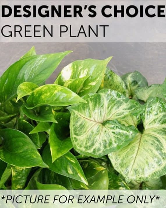 Designer Choice - Green Plant