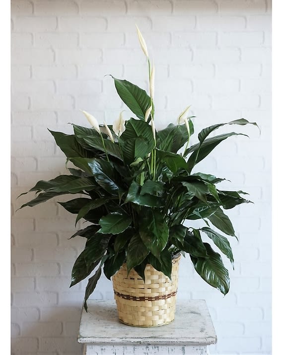 Large Elegant Spathiphyllum