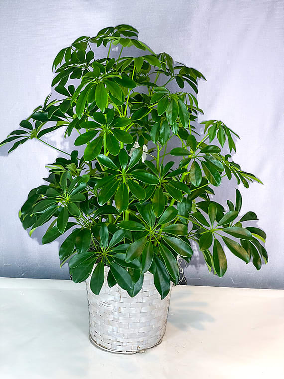 Schefflera Flower Tree