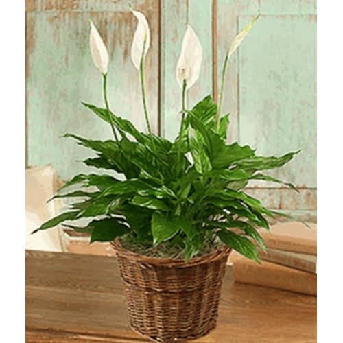 Small Elegant Spathiphyllum
