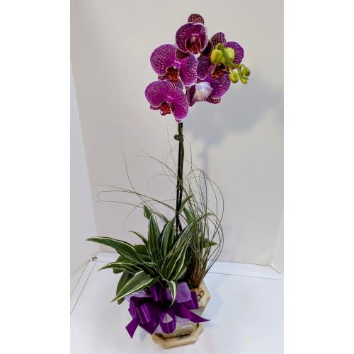 Orchid Planter