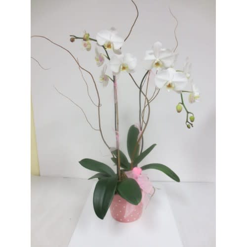 Double White Orchid