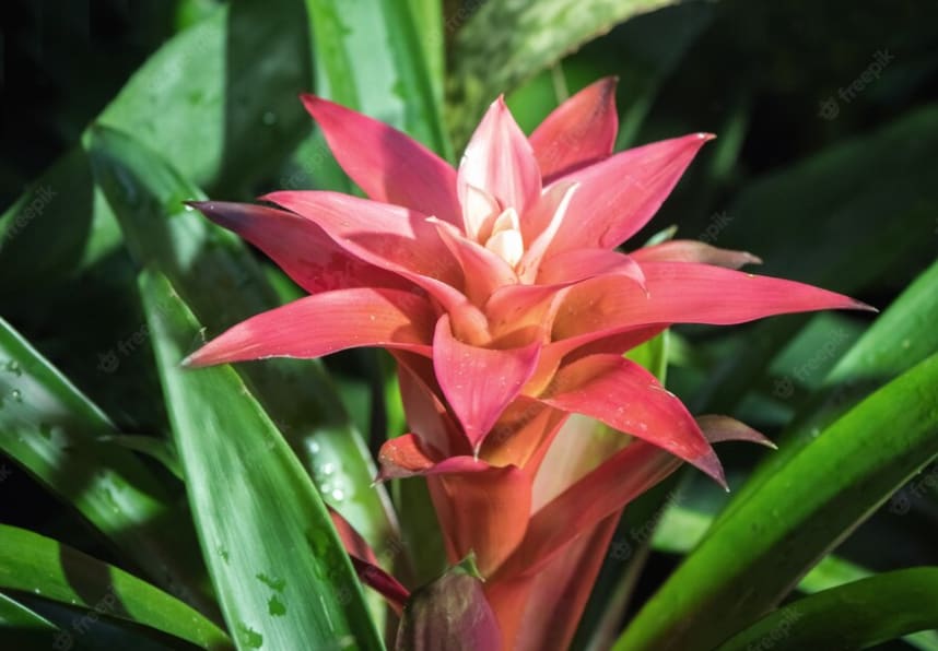 Bromeliad Guzmania