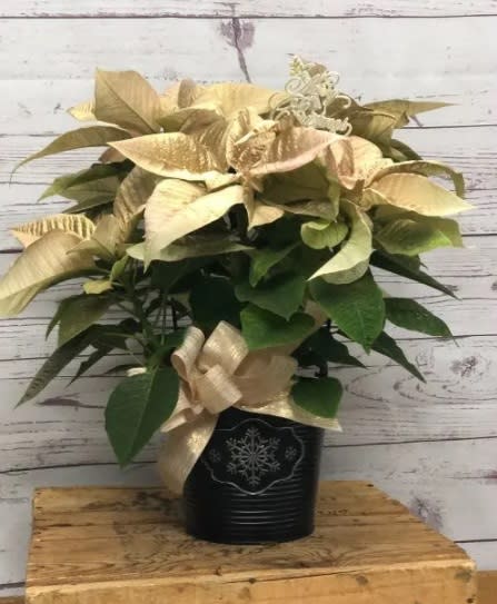 Color-Treated Poinsettia Plant