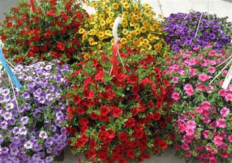 Blooming Hanging Baskets
